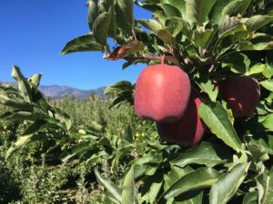 Peshastin Apple Orchard