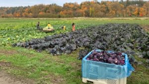 Harvest of cabbage field on farm in Snoqualmie Valley before October 2019 floods