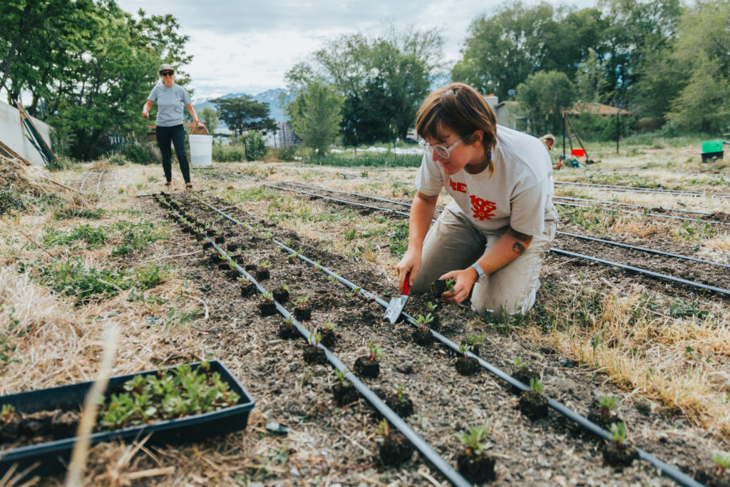 10_Ali_planting_SFI