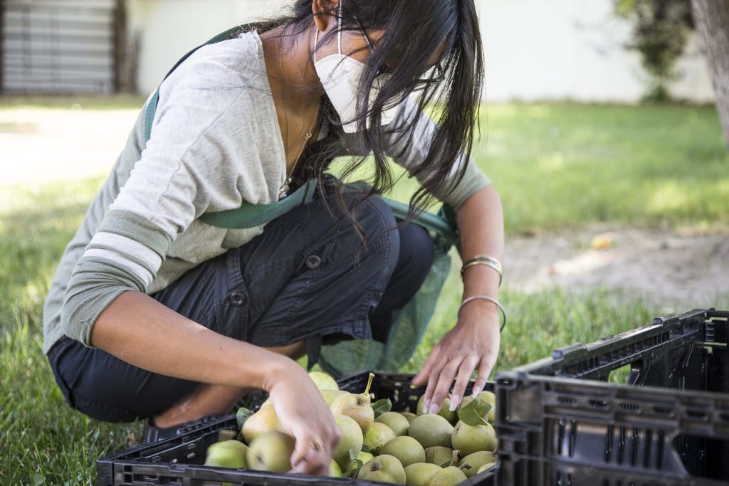 4_Diya_Pear_Sorting_Harvest