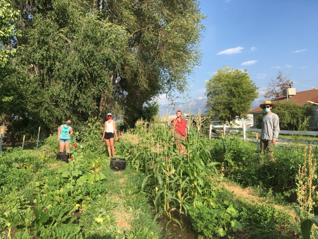 8_1_4 Acre volunteers harvesting 2