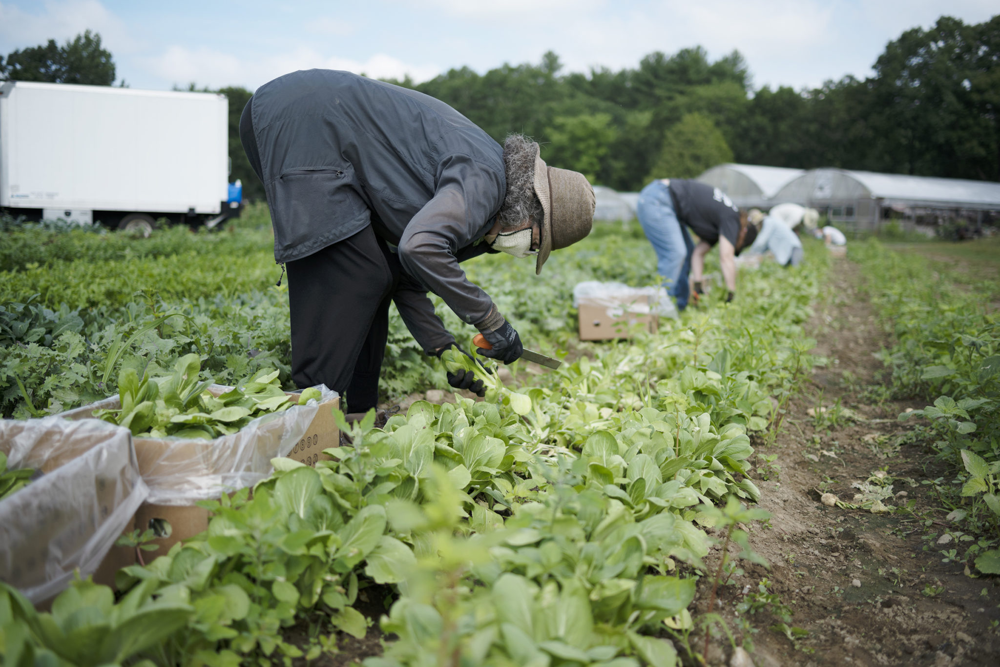 Harvest Against Hunger | Gleaning Row Crops at Boston Area Gleaners ...