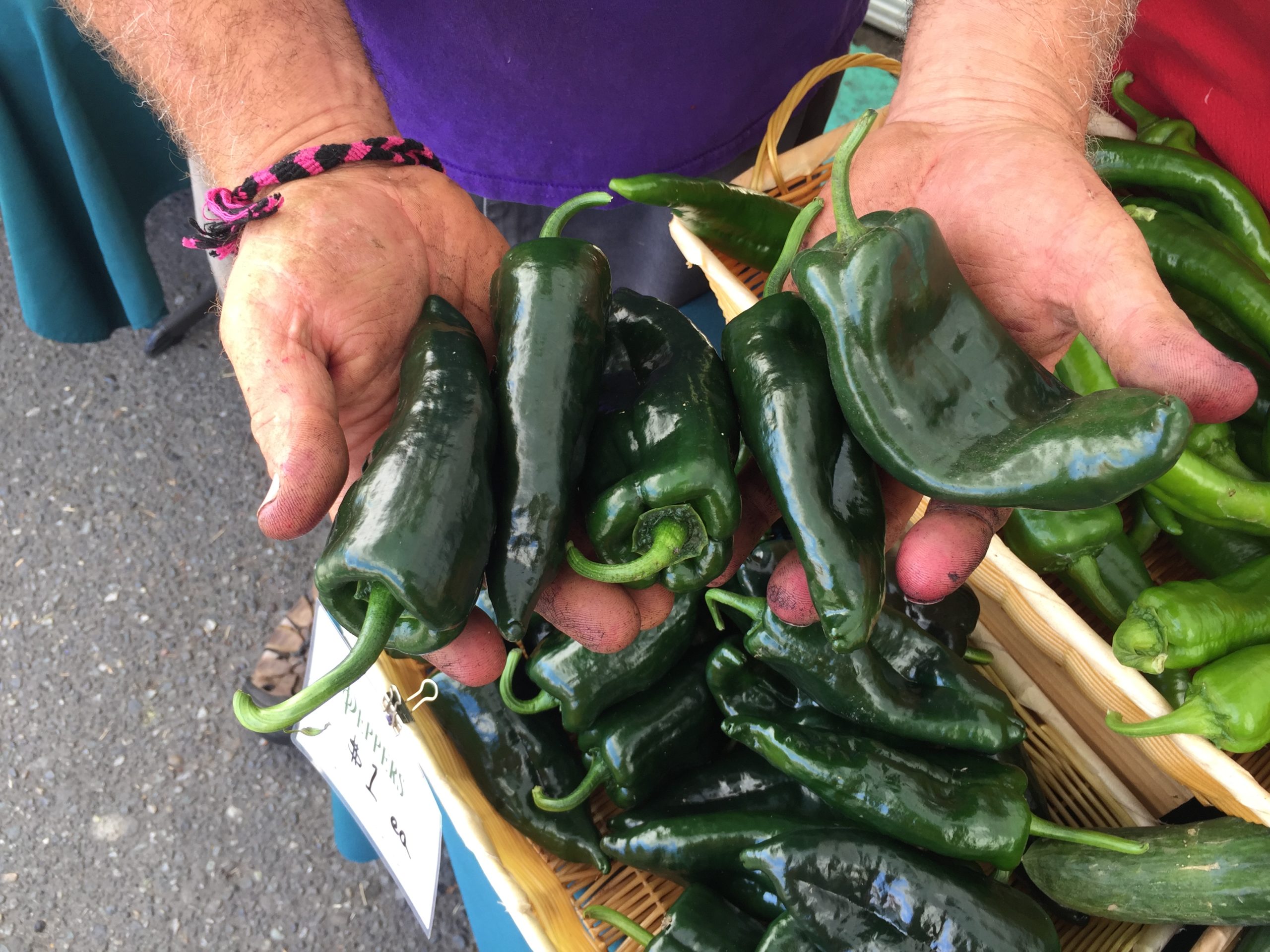 A close-up of hands full of dark green fresh peppers