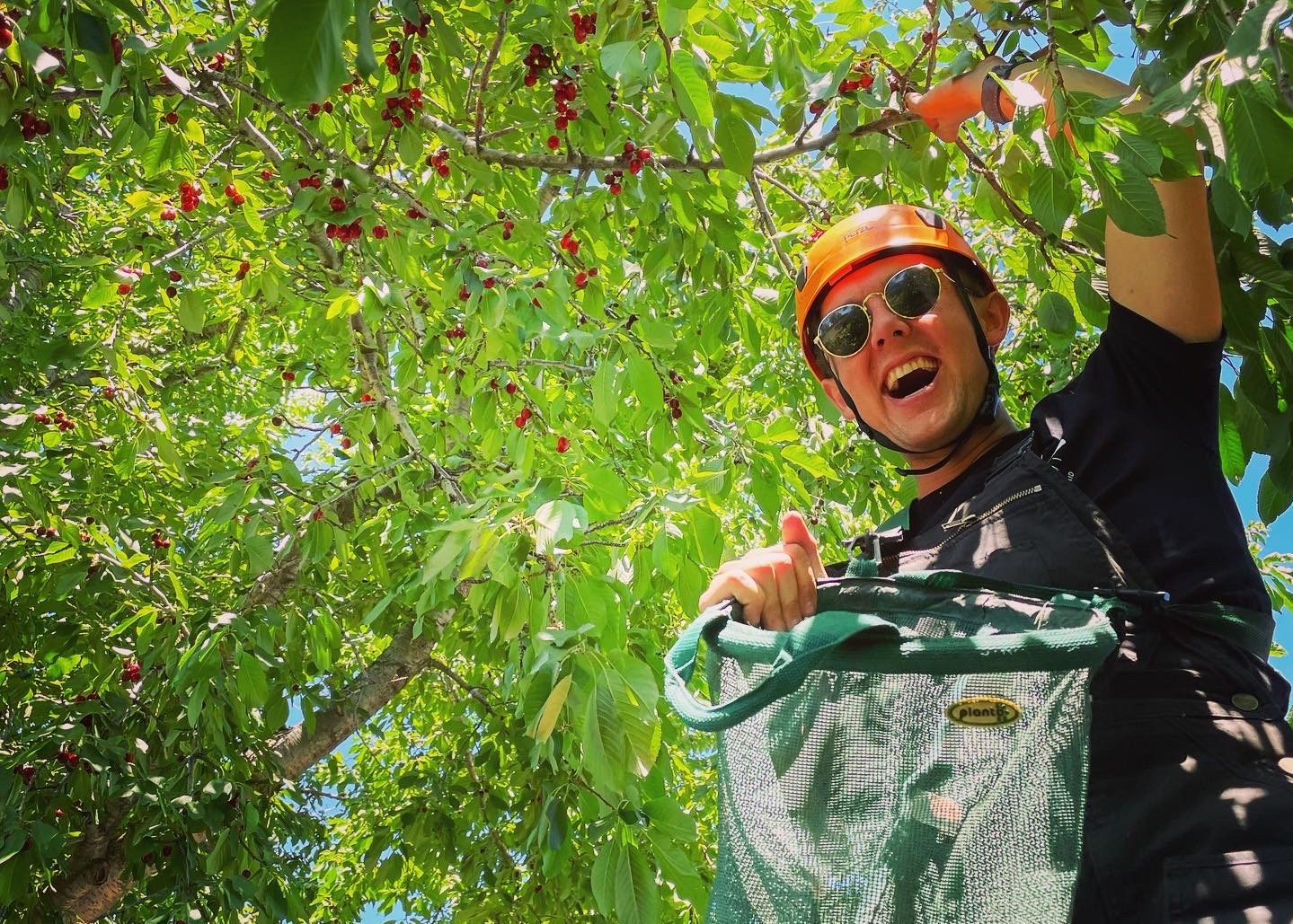 A person is reaching into a tree with one hand, while holding a container in the other. They are smiling. Behind then is a green tree canopy lit bright by the sun.