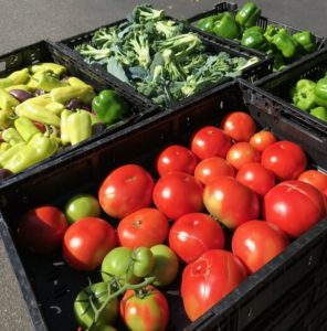 Black plastic crates full of tomatoes, broccoli, and green and yellow bell peppers