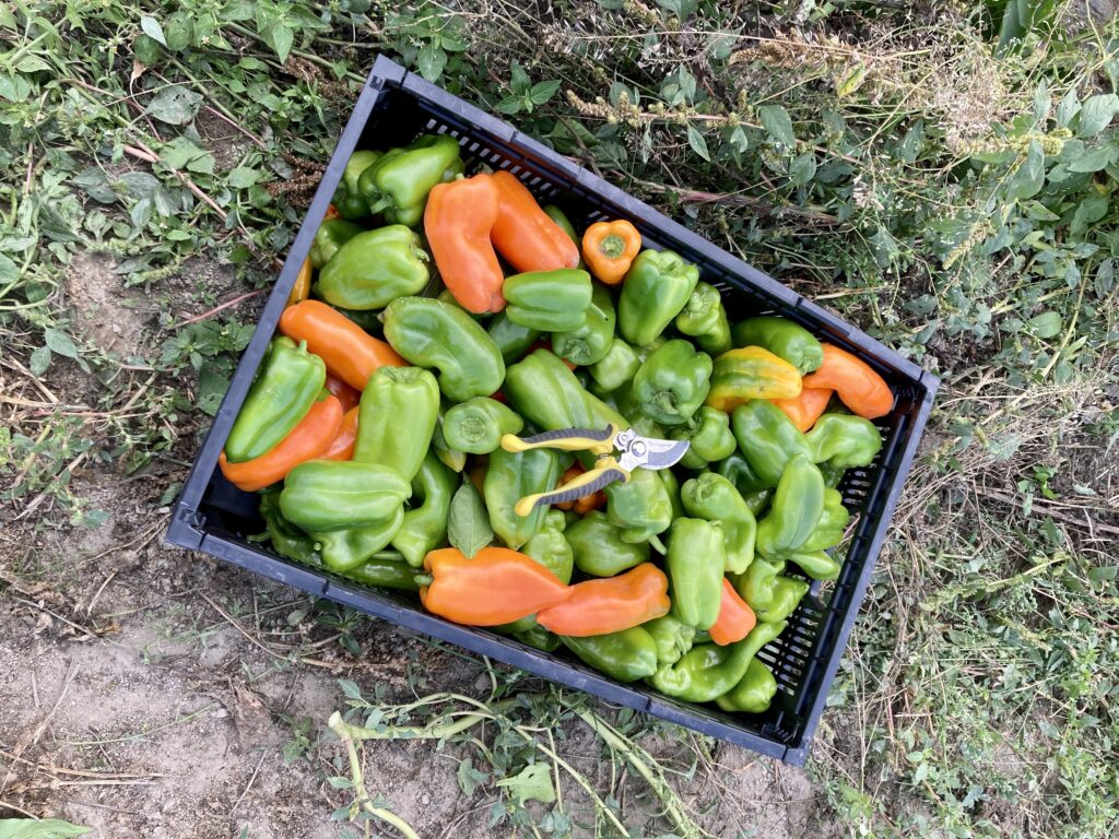 Red and green peppers gleaned from a farm