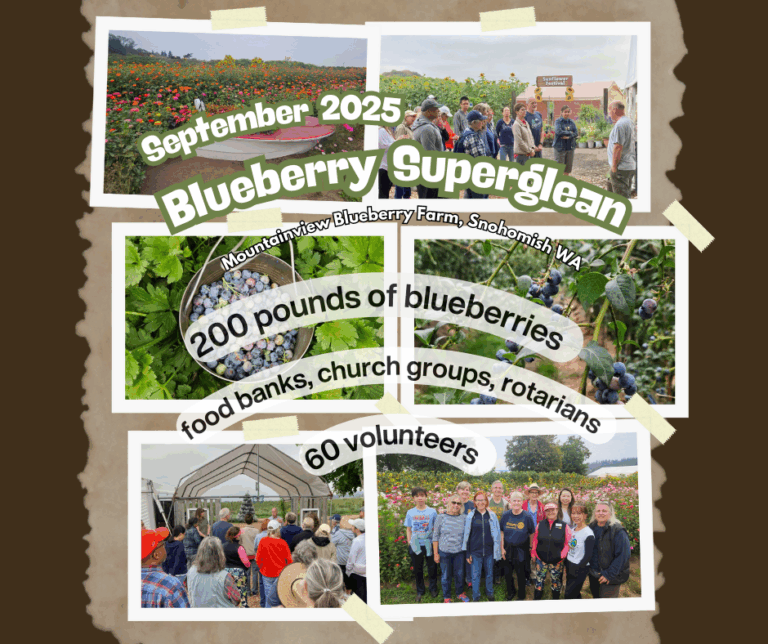 September Blueberry Glean