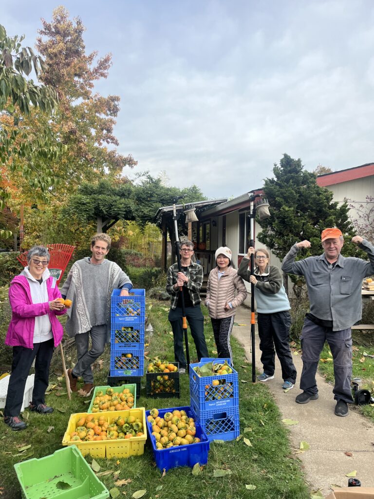 A group of volunteers that Owen organzied to harvest persimmons from a neighbors backyard.