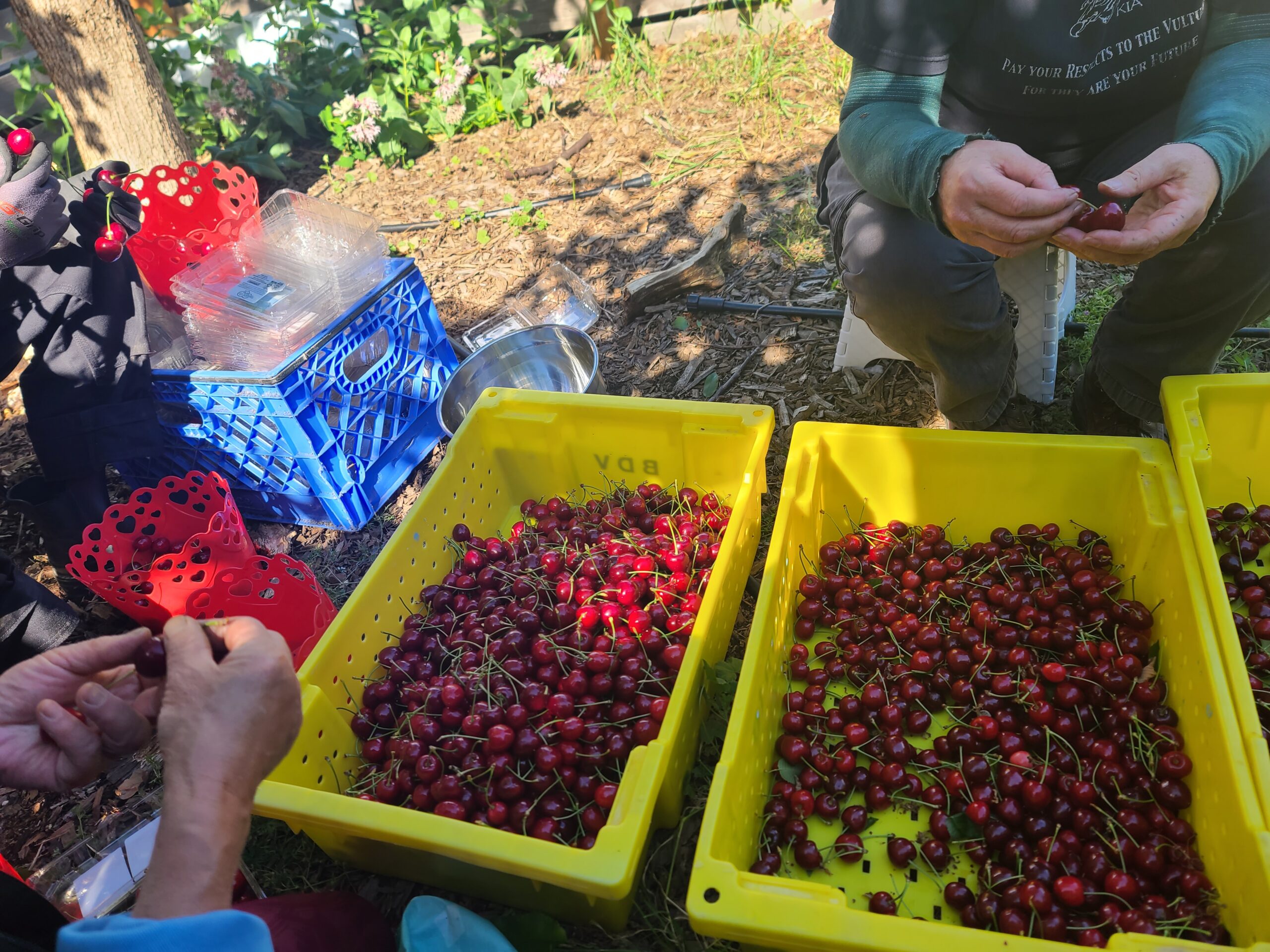 a cherry bucket from portland OR